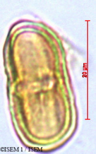 ISEM 1/Foeniculum_vulgare_29181/Foeniculum_vulgare_29181_0001(copy)_thumb.jpg